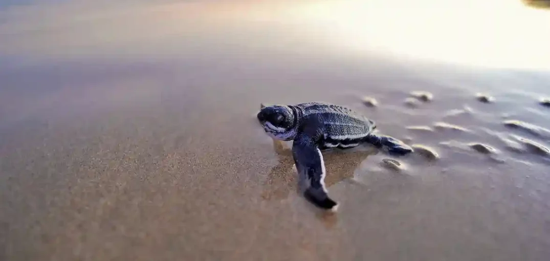 turtle-in-sri-lanka
